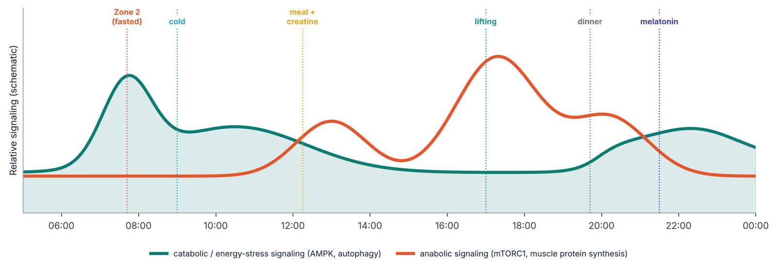 Schematic of catabolic and anabolic signalling across one day
