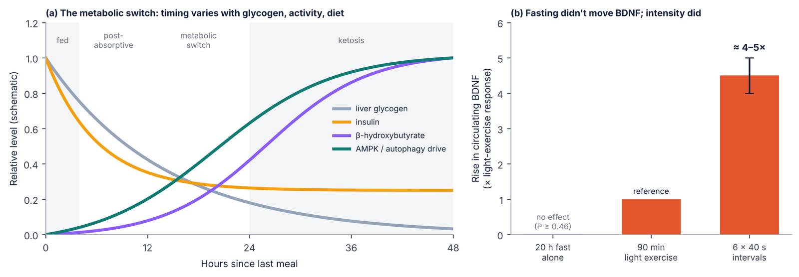 Schematic of the metabolic switch during fasting and a bar chart of BDNF response to fasting versus exercise