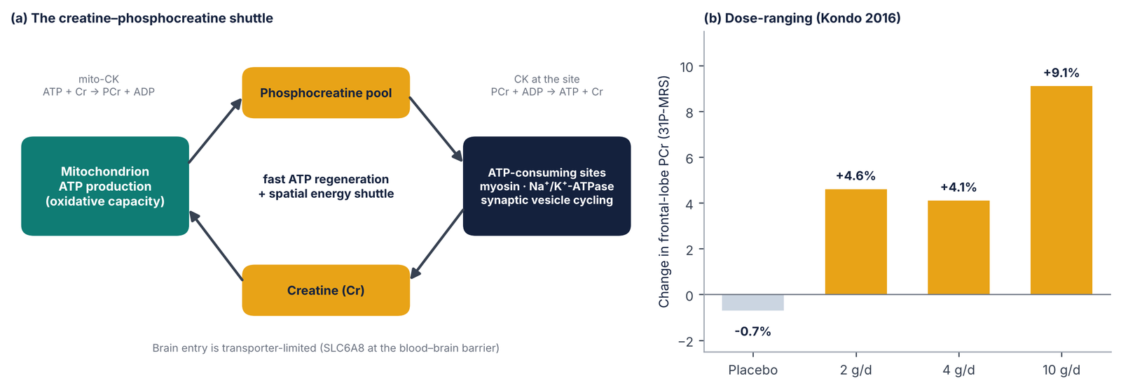 Diagram of the creatine phosphocreatine shuttle and a bar chart of frontal-lobe PCr change by dose
