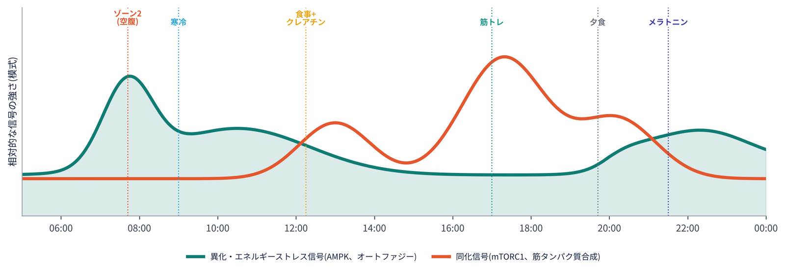 一日を通した異化と同化の信号の模式図