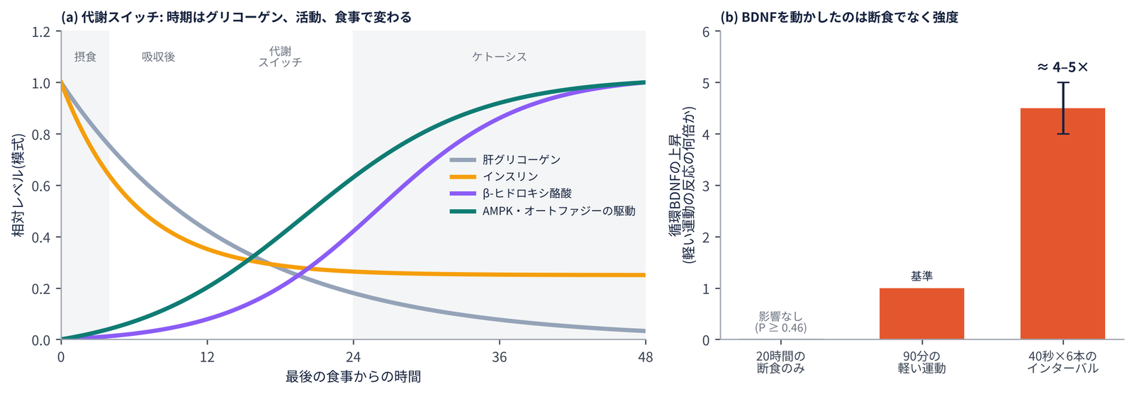 断食中の代謝スイッチの模式図と、断食と運動に対するBDNF反応の棒グラフ