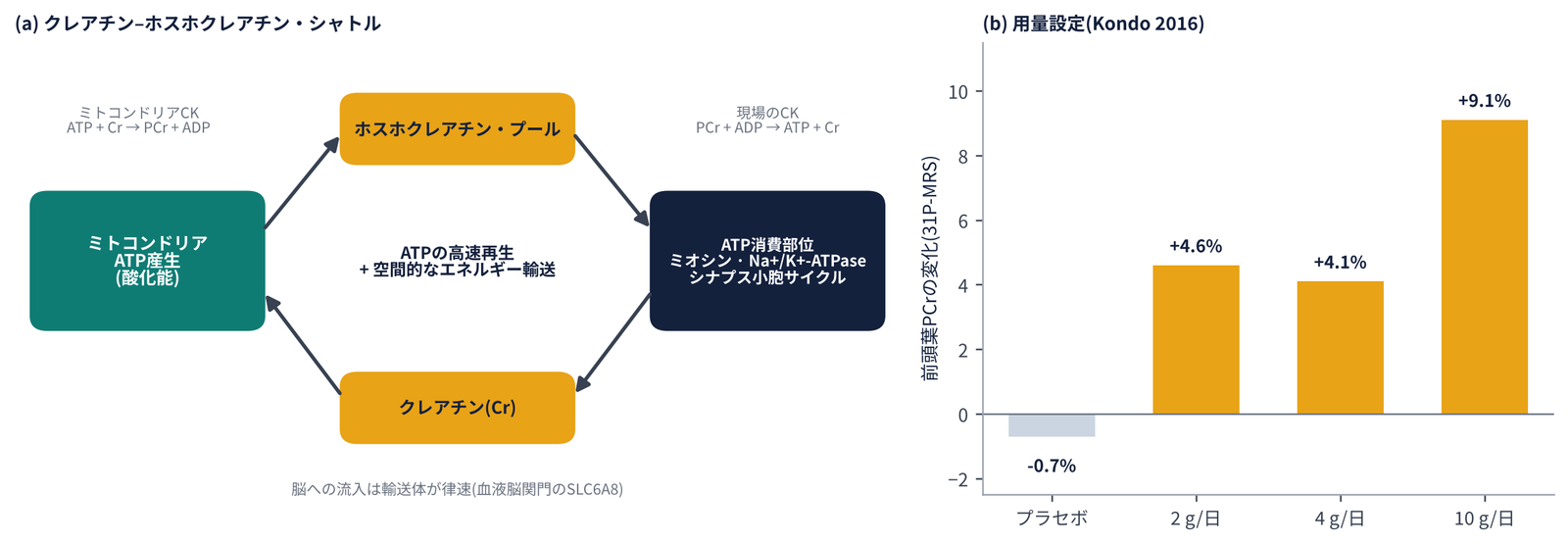 クレアチン–ホスホクレアチン・シャトルの図と、用量別の前頭葉PCr変化の棒グラフ